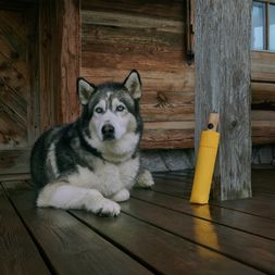 Knirps Timber Duomatic Knirps Timber Regenschirm in Curcuma Gelb, im Bild ist ein Husky Hund zu sehen
